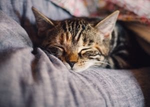 pet wellness plans - cat sleeping after care companion plan visit