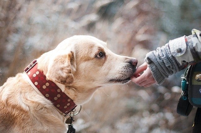 dog touching nose with owner's hand